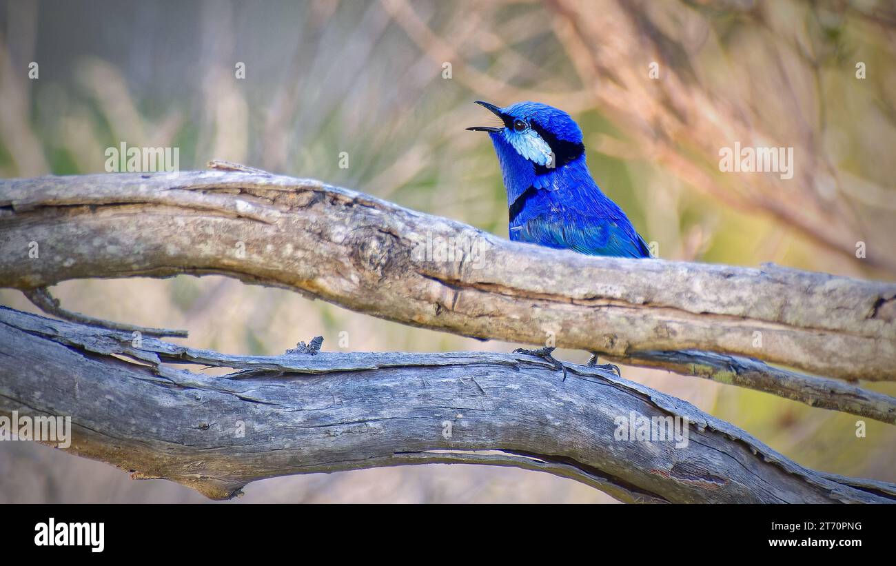 Un singolo maschio Splendid Fairy-wren Blue Bird Calling da dietro un tronco al Fitzgerald River National Park, Australia Occidentale, Australia Foto Stock