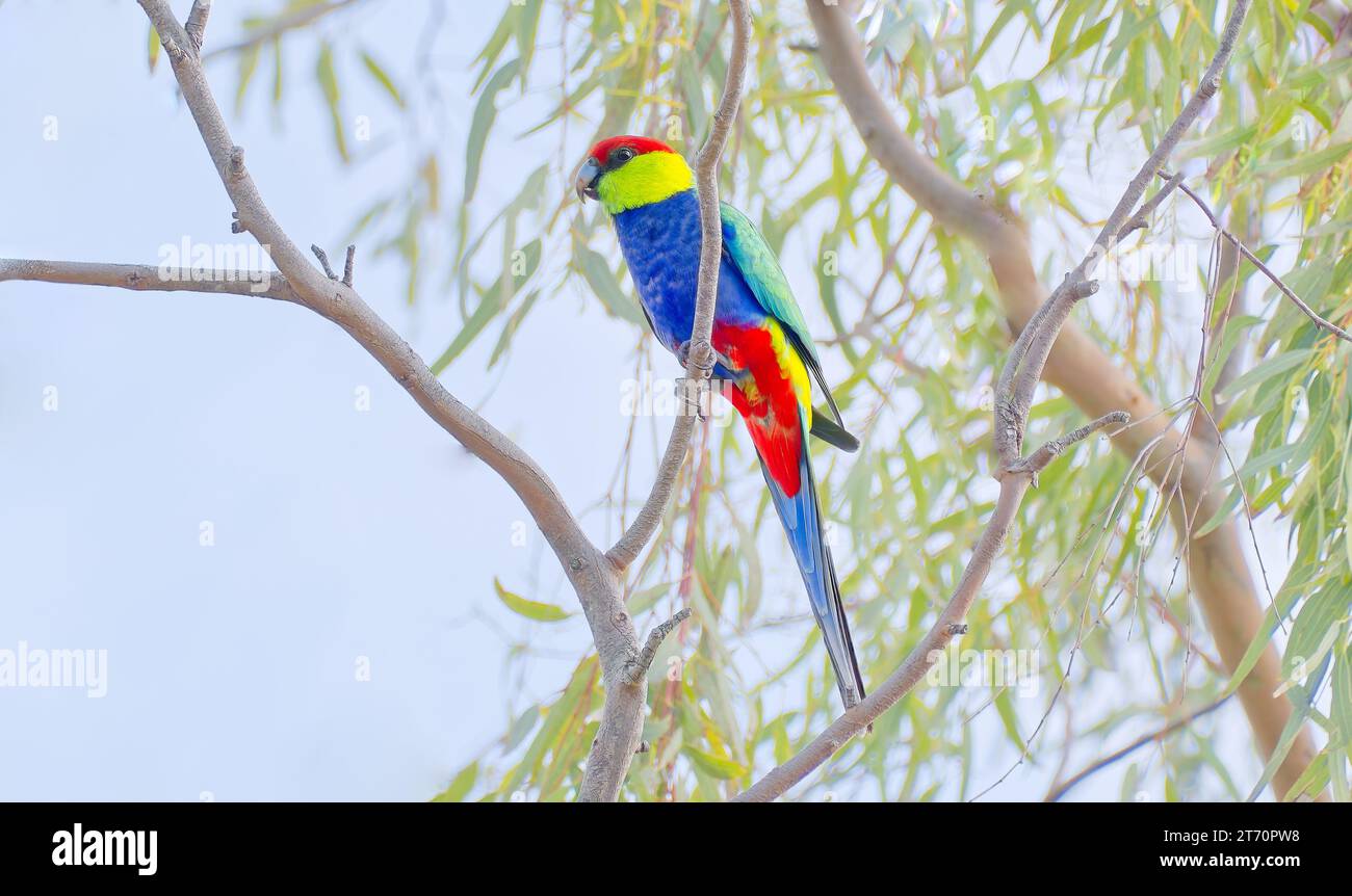 Un solo uccello nativo del pappagallo con cappetto rosso arroccato nella tettoia degli alberi, Fitzgerald River National Park, Australia Occidentale, Australia Foto Stock