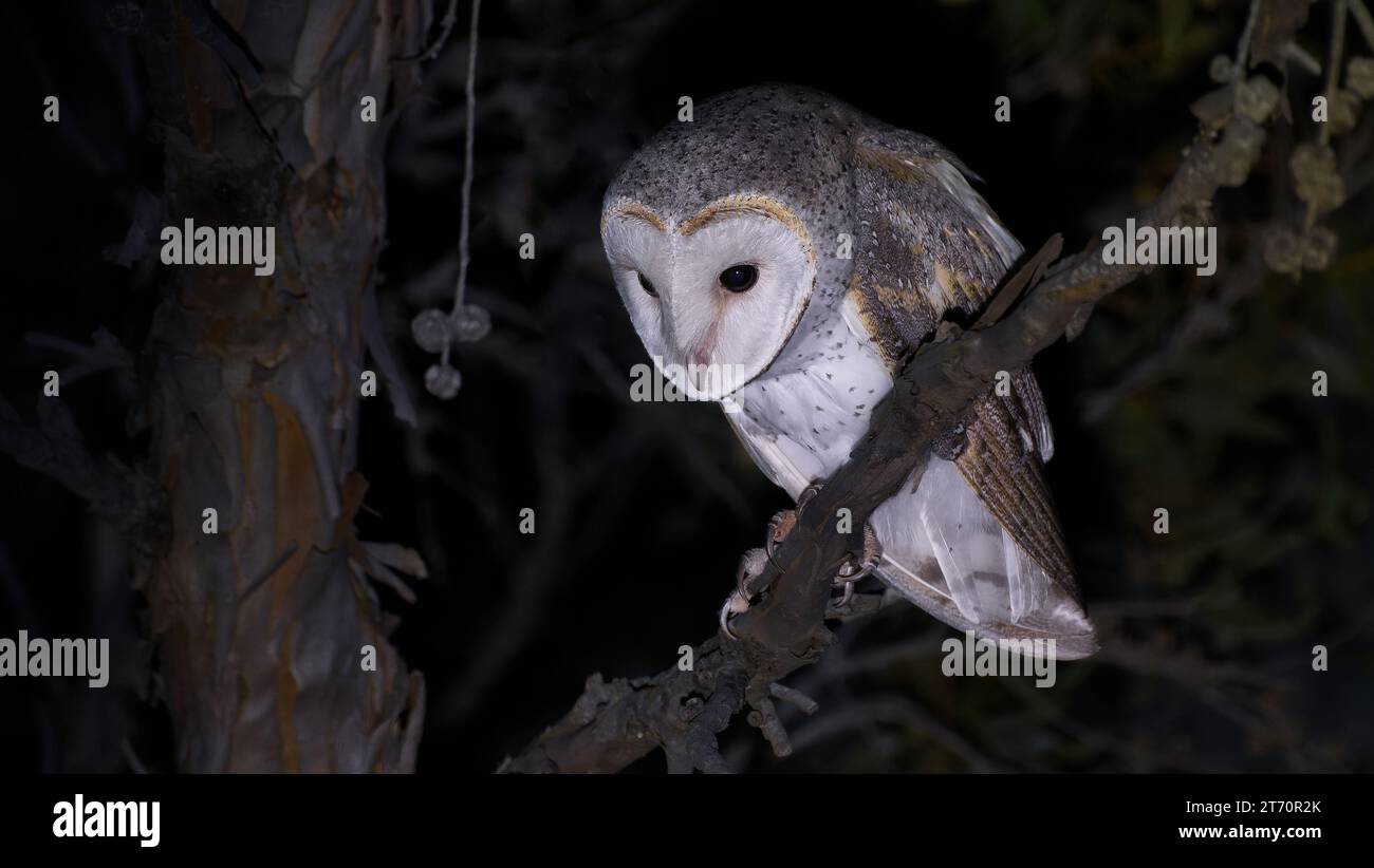 Uccello singolo Eastern Barn Owl Tyto alba arroccato sul ramo al chiaro di luna al Fitzgerald River National Park, Australia Occidentale, Australia Foto Stock