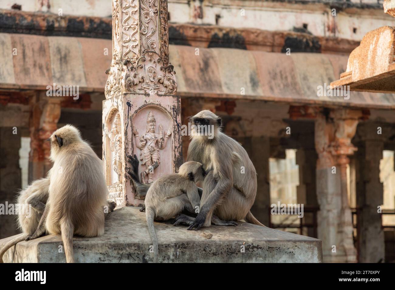 Scimmie al tempio Virupaksha con architettura medievale a Hampi Karnataka India Foto Stock