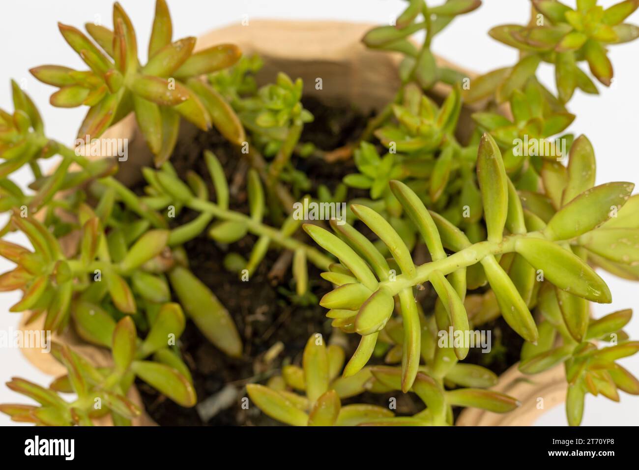Sedum adolphi stonecrop succulento primo piano Foto Stock