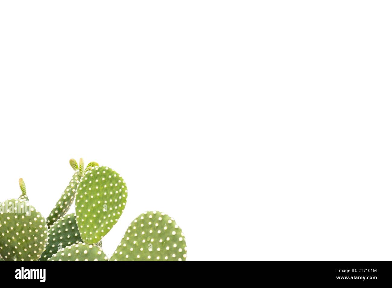 Opuntia microdasys cactus bianco di fico d'India con spazio vuoto per il testo Foto Stock