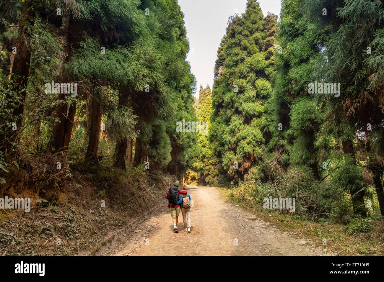 I due si godono una passeggiata attraverso la fitta area forestale con un baldacchino di alberi su entrambi i lati a Lava, nel distretto di Kalimpong, India. Foto Stock
