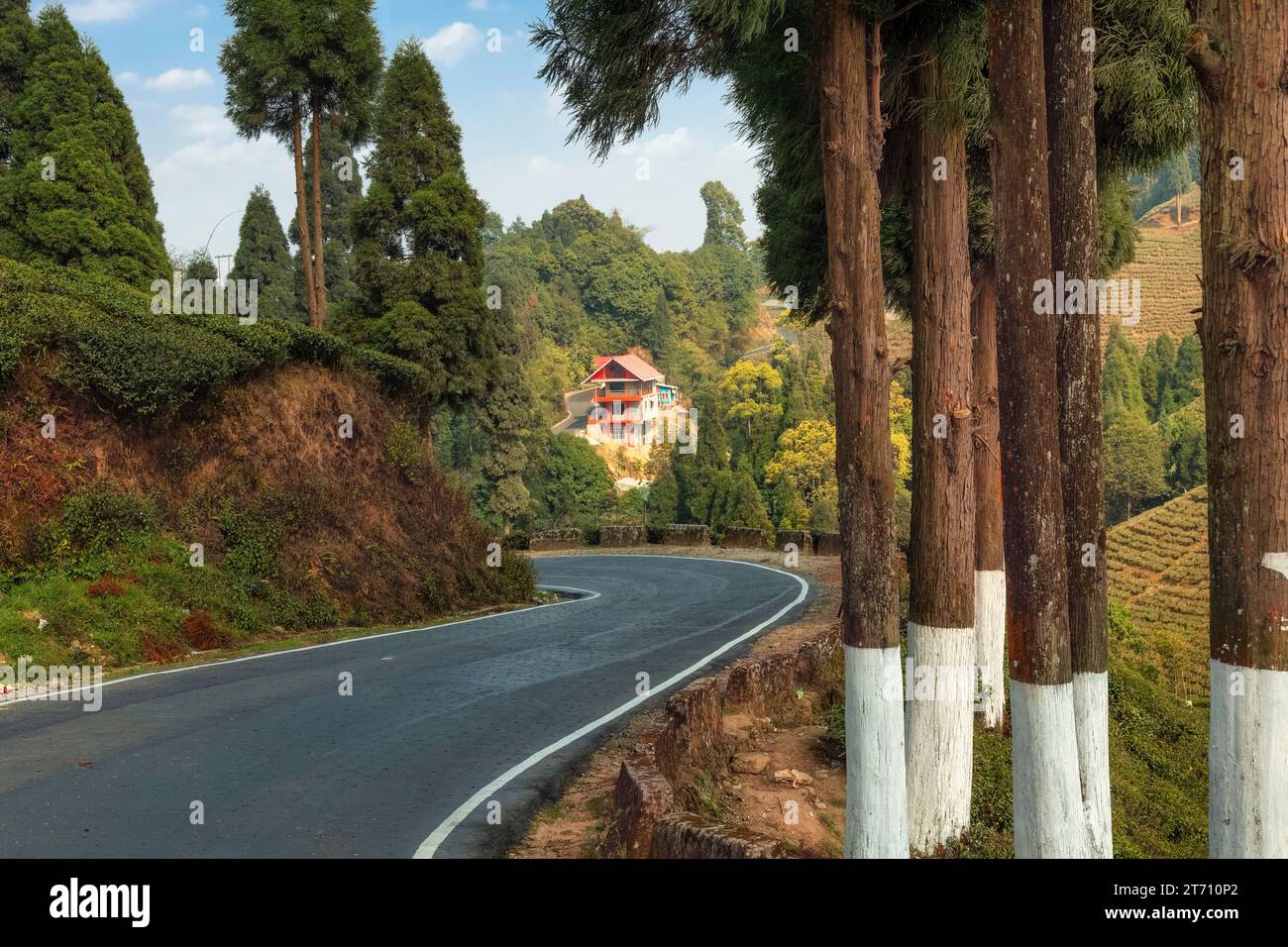 Strada panoramica di montagna fiancheggiata da alberi su entrambi i lati a Tinchuley, una stazione collinare panoramica a Darjeeling, India Foto Stock