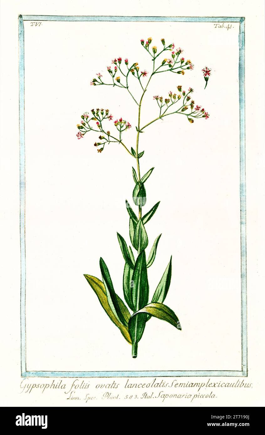 Vecchia illustrazione del respiro del bambino (Gypsophila elegans). Di G. Bonelli su Hortus Romanus, publ. N. Martelli, Roma, 1772 – 93 Foto Stock