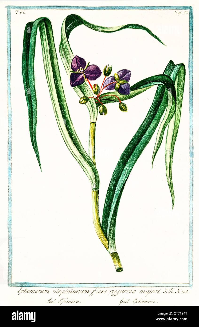 Virginia Spiderwort (Tradescantia virginiana), incisione botanica colorata a mano, verticale, Roma 1772-93, fiori viola a tre petali, lamelle della cinghia. Foto Stock