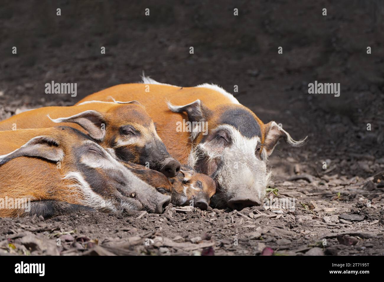 La famiglia di maiali dalle orecchie a spazzola sta riposando. Maiale di fiume, porcus di Potamochoerus, maiale Bush. Red River Hog. Foto Stock