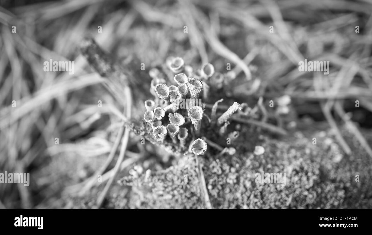 Tazza di pavimento in foresta di lichenam. Aghi di pino e muschio. Macro shot dalla botanica. Natura nella foresta Foto Stock