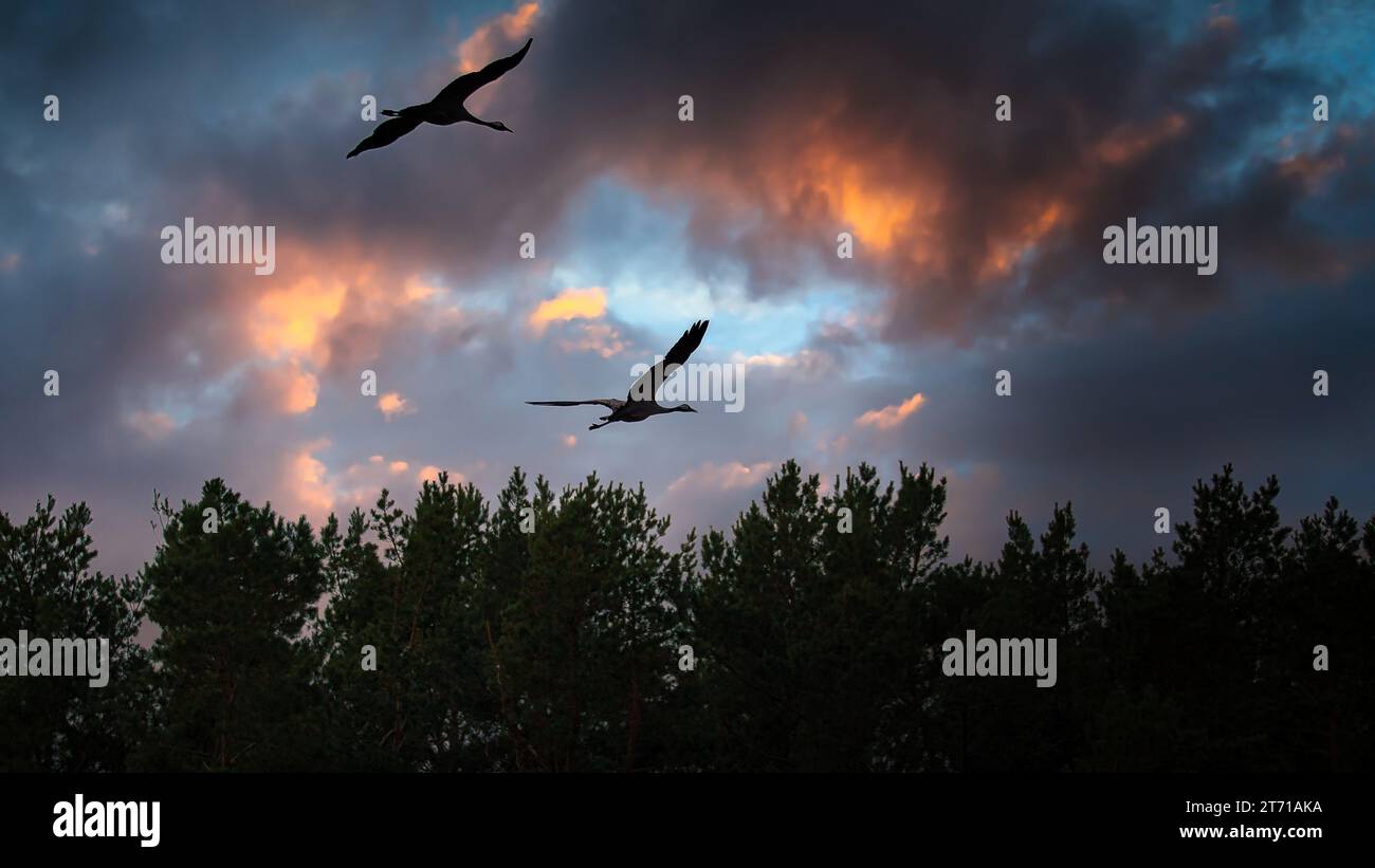 Due gru volano sugli alberi in una foresta al tramonto. Uccelli migratori sul Darss. Foto della fauna selvatica di uccelli della natura nel Mar Baltico. Foto Stock