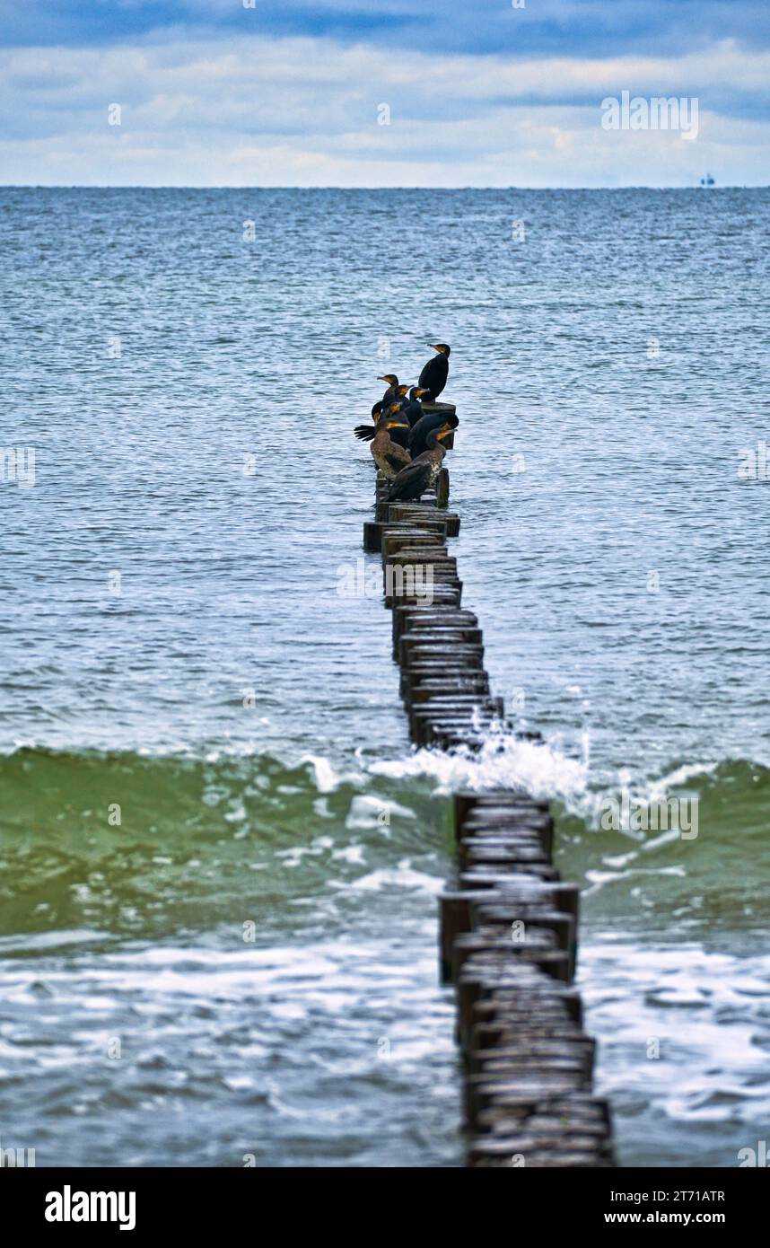 Cormorano su una groyne sul Mar Baltico. Gli uccelli seccano le loro piume al sole. Onde nel mare sotto un cielo blu. Foto di un animale dalla costa Foto Stock