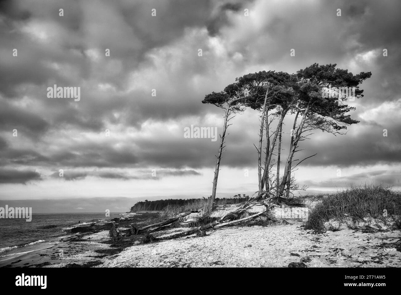 Spiaggia occidentale sul Mar Baltico in bianco e nero. Dal vento, i pini pendenti alla spiaggia attraversano le dune. Vista sul mare. Foto paesaggio Foto Stock