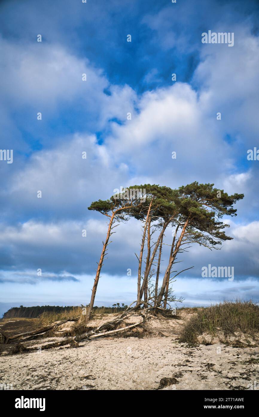 Spiaggia occidentale sul Mar Baltico. Dal vento, i pini pendenti alla spiaggia attraversano le dune. Vista sul mare. Foto paesaggistica della costa Foto Stock