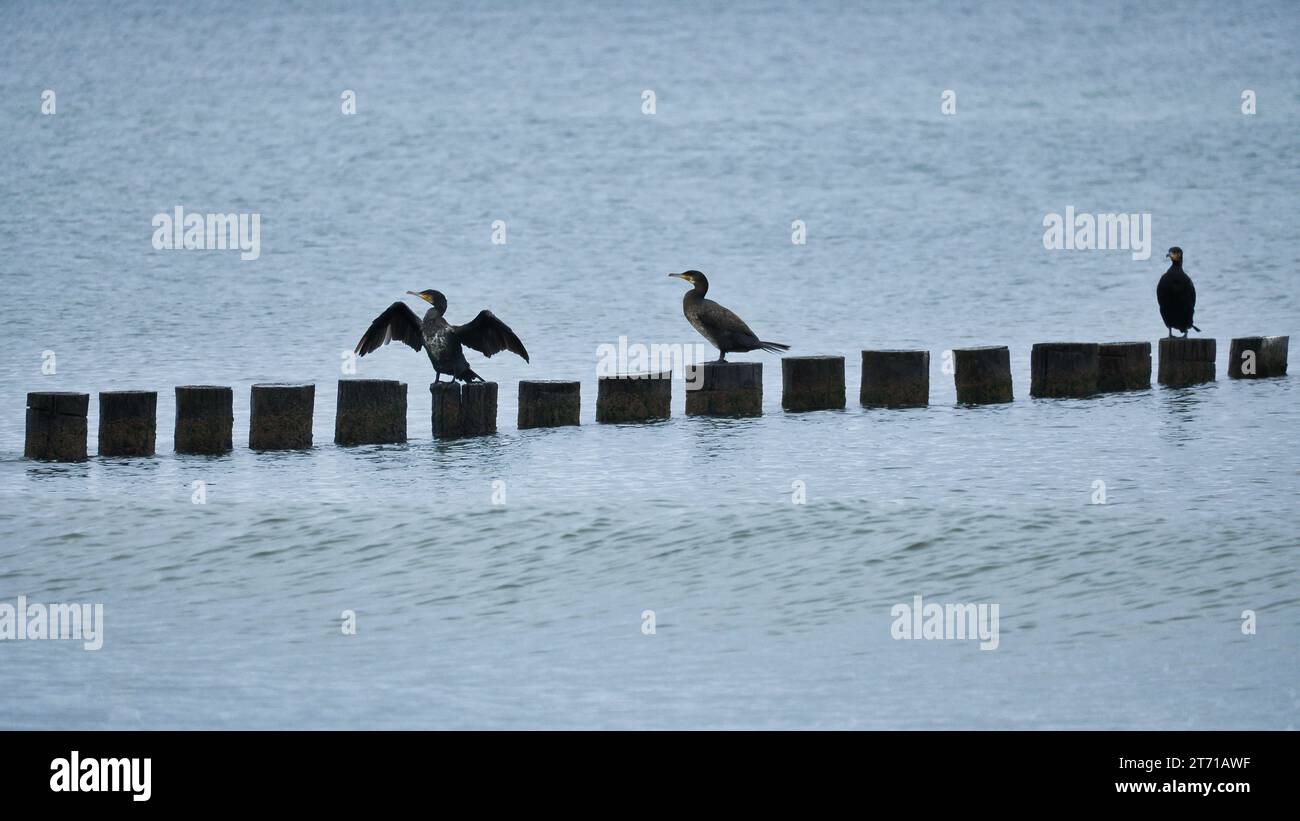 Cormorano su una groyne sul Mar Baltico. Gli uccelli seccano le loro piume al sole. Onde nel mare sotto un cielo blu. Foto di un animale dalla costa Foto Stock