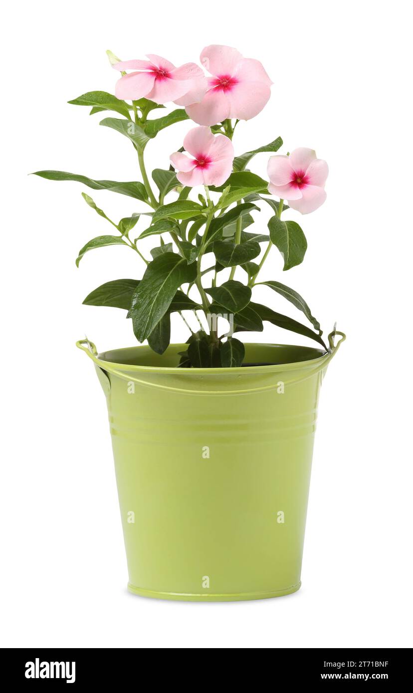 Catharanthus roseus in vaso di fiori verde isolato su bianco Foto Stock