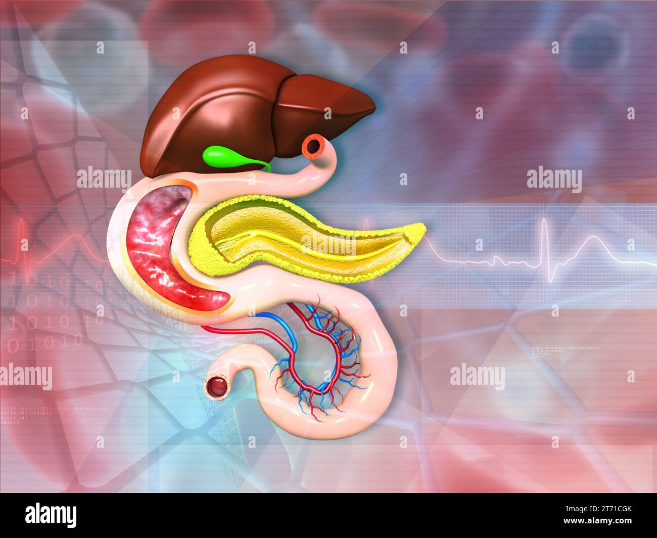 Anatomia dell'apparato digerente umano su sfondo medico. illustrazione 3d. Foto Stock