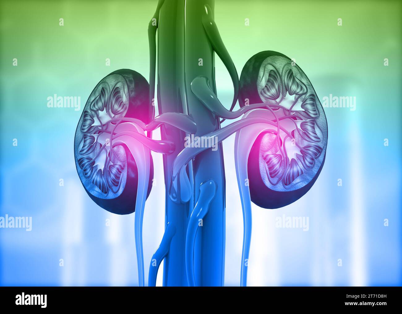 Sezione trasversale del rene umano su sfondo scientifico. rendering 3d. Foto Stock