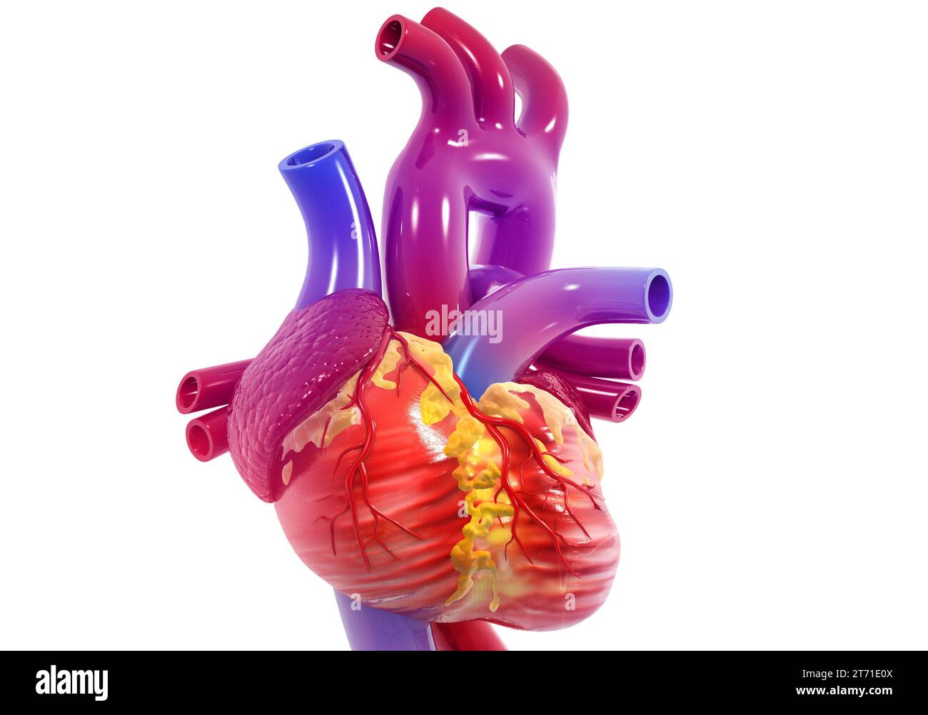 Cuore umano anatomia. 3D render Foto Stock