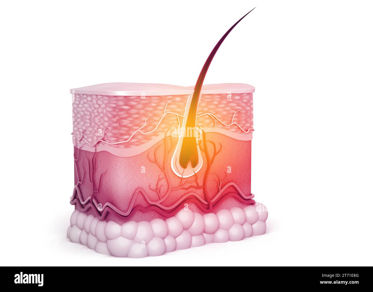 Anatomia della pelle e dei capelli umani. rendering 3d. Foto Stock