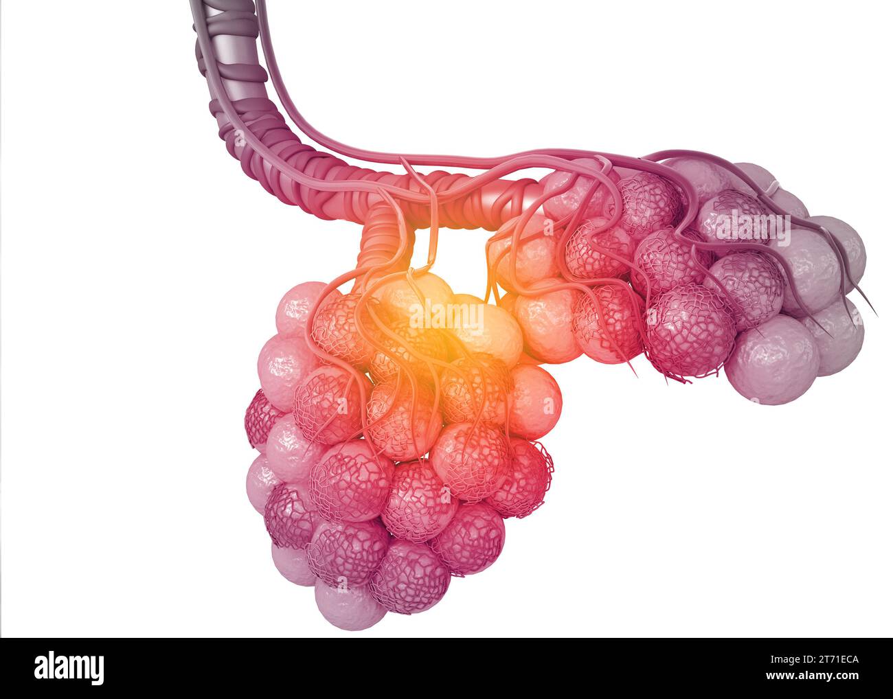 Alveoli nei polmoni. rendering 3d. Foto Stock