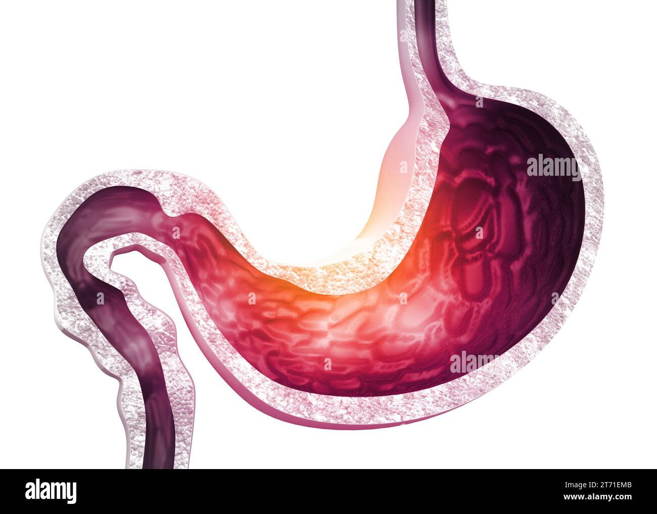Anatomia dello stomaco umano. rendering 3d. Foto Stock