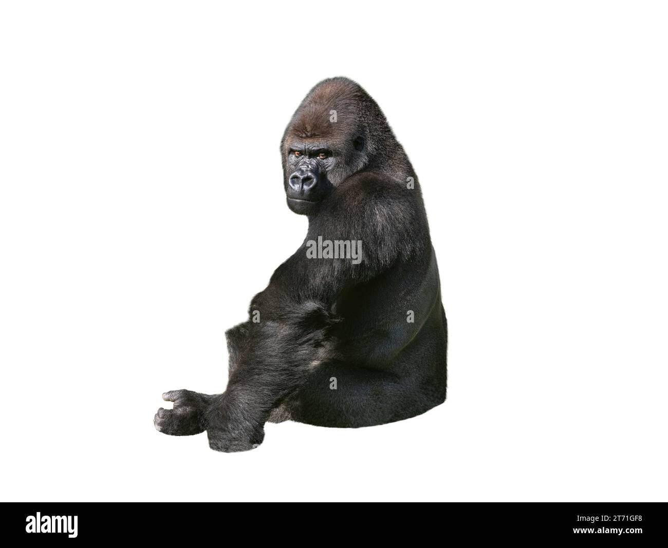 gorilla di pianura occidentale isolato su sfondo bianco Foto Stock