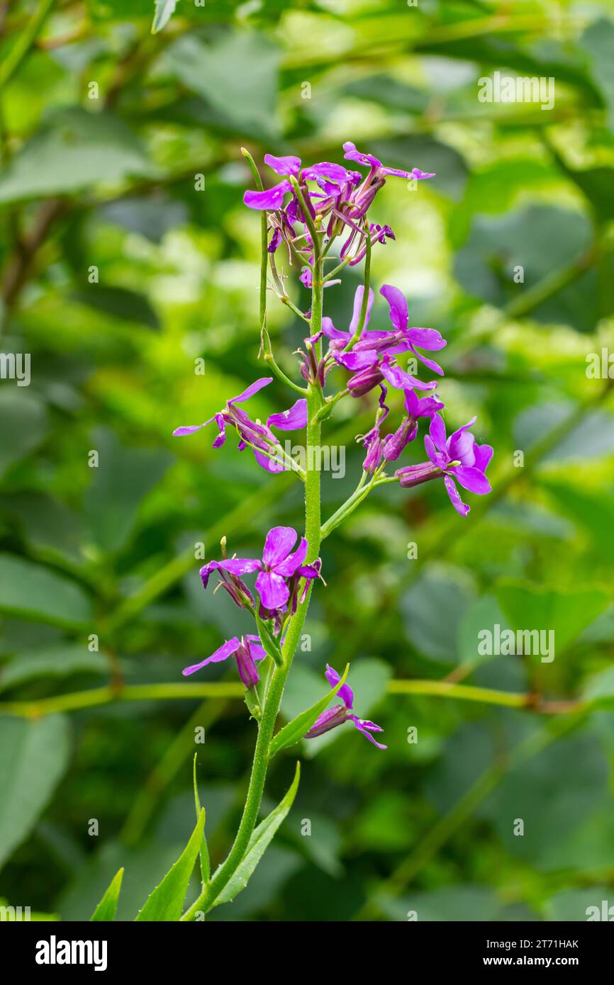 Hesperis matronalis o violetta estiva, erbacea perenne o biennale della famiglia delle brassicaceae.primo piano sul gilliflower viola Hesperis matronalis. Foto Stock