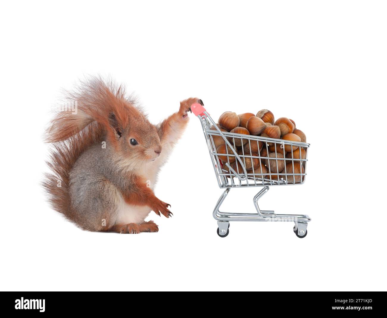 scoiattolo e cesto del supermercato con noci di bosco isolate su sfondo bianco Foto Stock