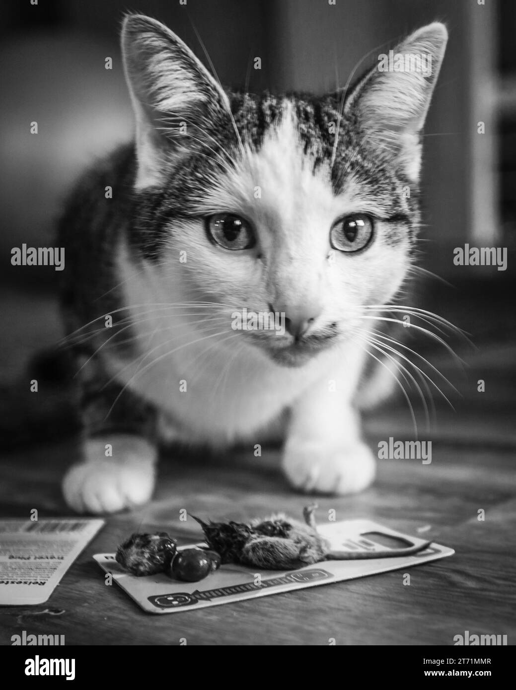 Immagine in bianco e nero di un ritratto di un gatto. Foto Stock