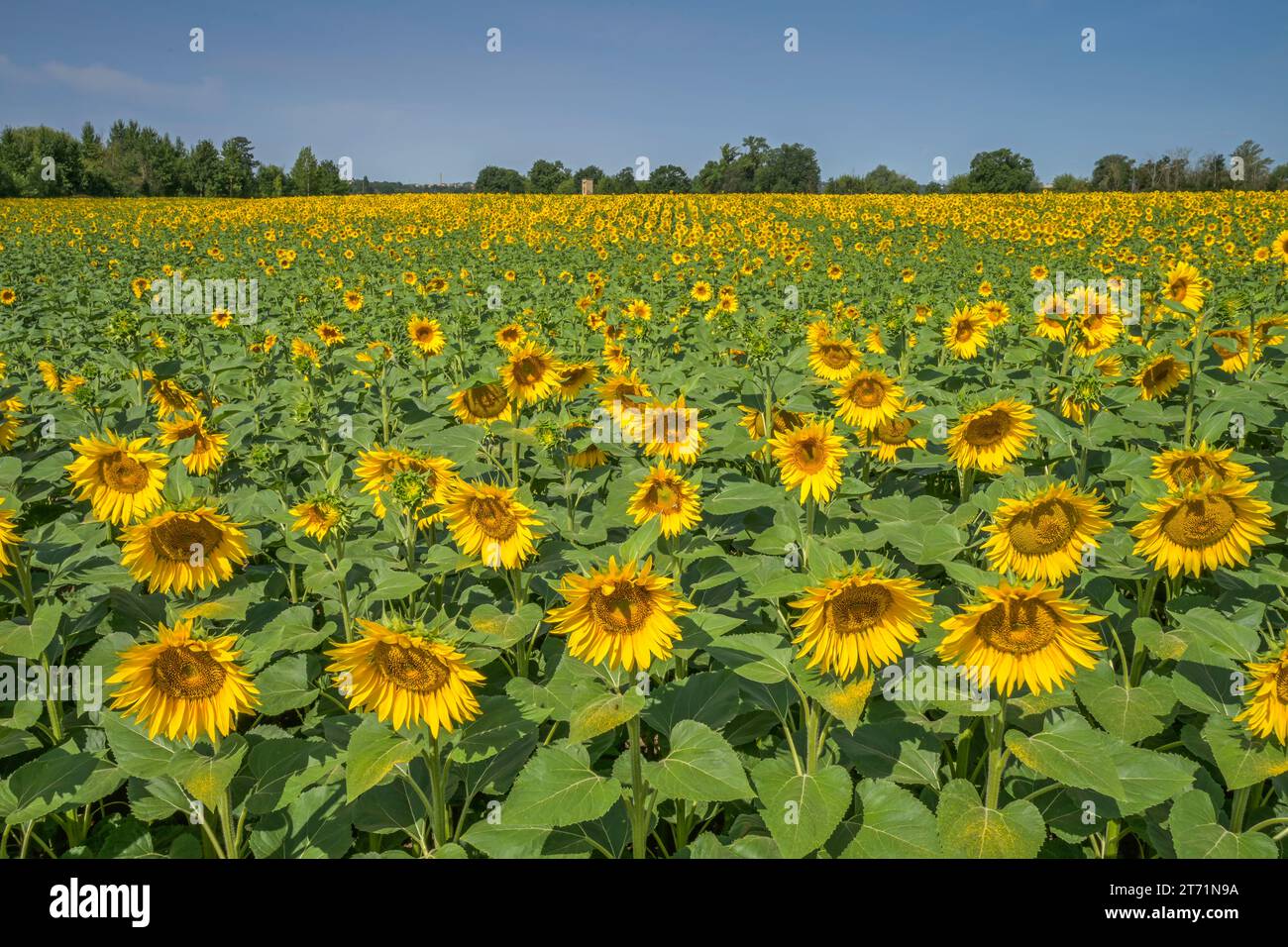 Sonnenblumen, Feld bei Brachwitz, Sachsen-Anhalt, Deutschland Foto Stock