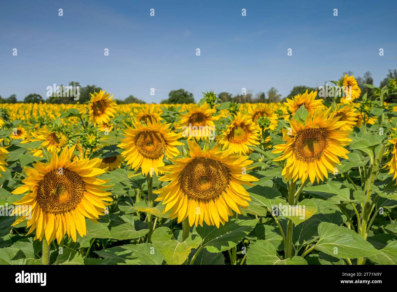 Sonnenblumen, Feld bei Brachwitz, Sachsen-Anhalt, Deutschland Foto Stock