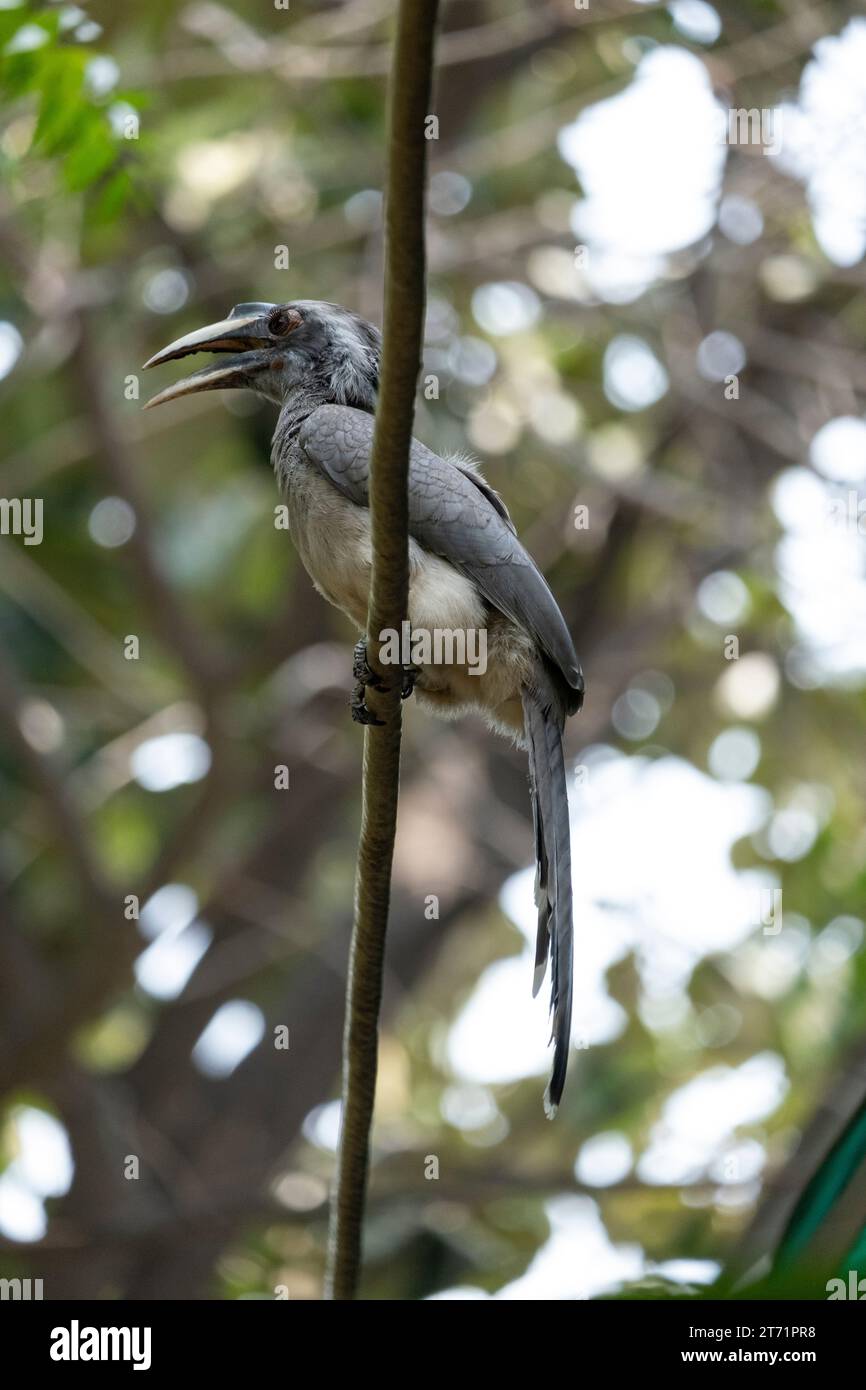 Il carpino grigio indiano (Ocyceros birostris) è un carpino diffuso nel subcontinente indiano. È per lo più arboreo ed è comunemente avvistato in coppia Foto Stock