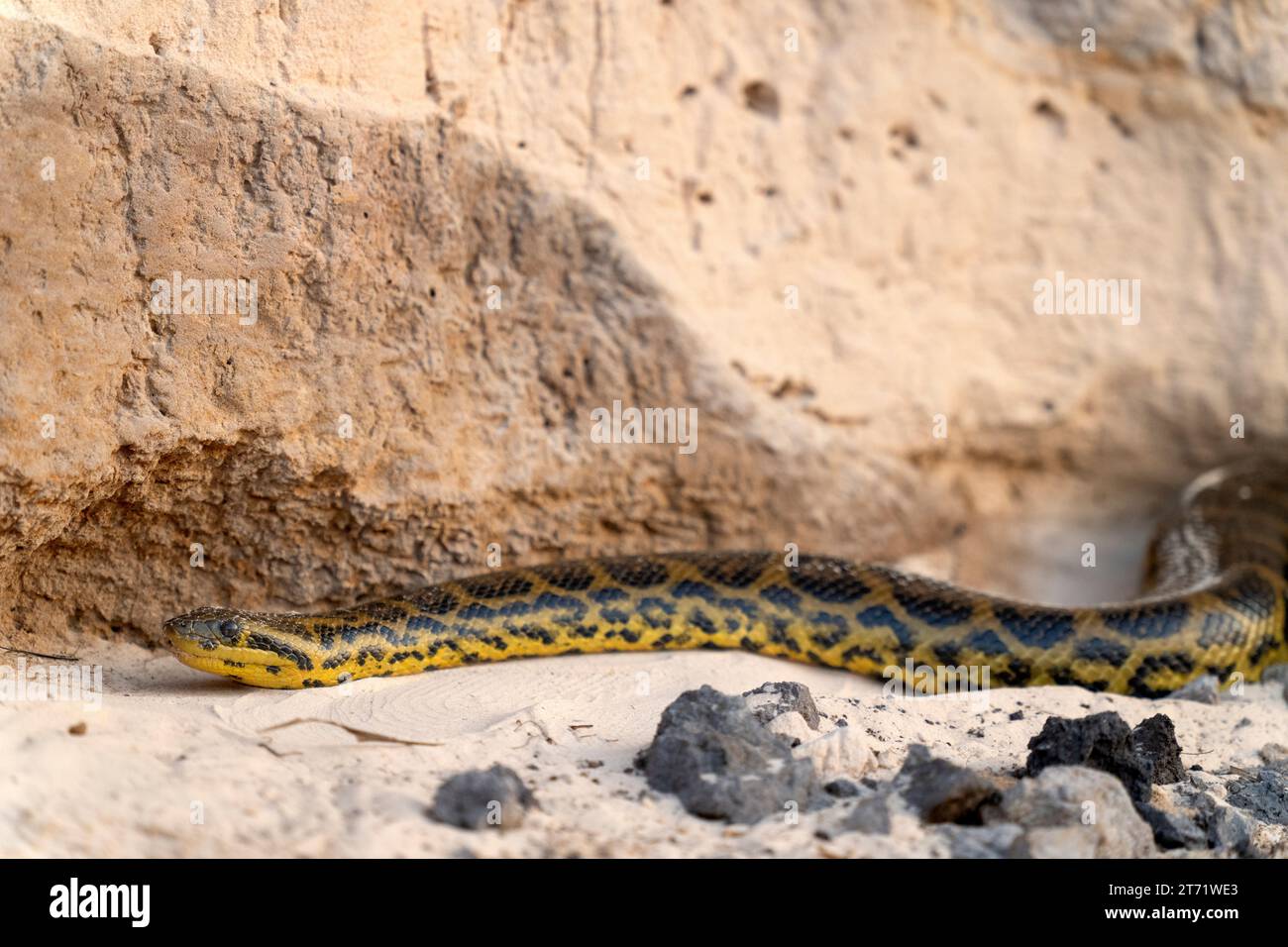 Anaconda gialla su una riva del fiume a Pantanal, Brasile, 3 ottobre 2023. (Foto CTK/Ondrej Zaruba) Foto Stock