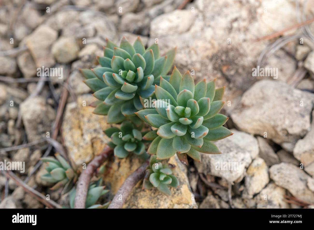 Echeveria che cresce selvaggia sul Mediterraneo a Javea Foto Stock