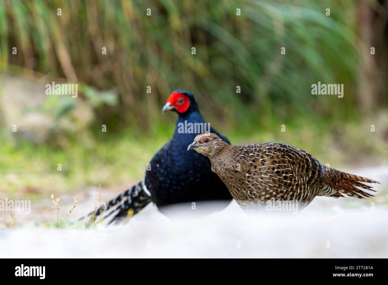 Mikado, fagiano endemico uccello taiwan Foto Stock