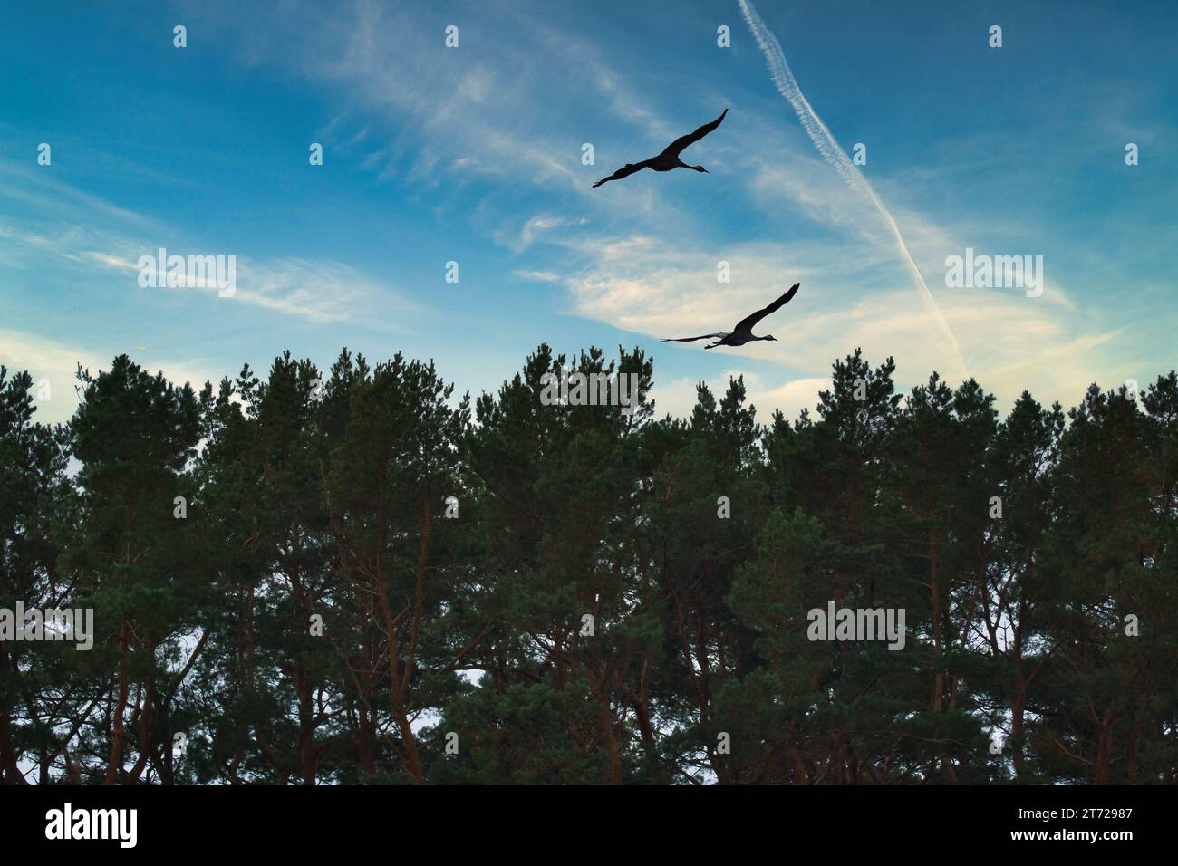 Due gru volano sugli alberi in una foresta al tramonto. Uccelli migratori sul Darss. Foto della fauna selvatica di uccelli della natura nel Mar Baltico. Foto Stock