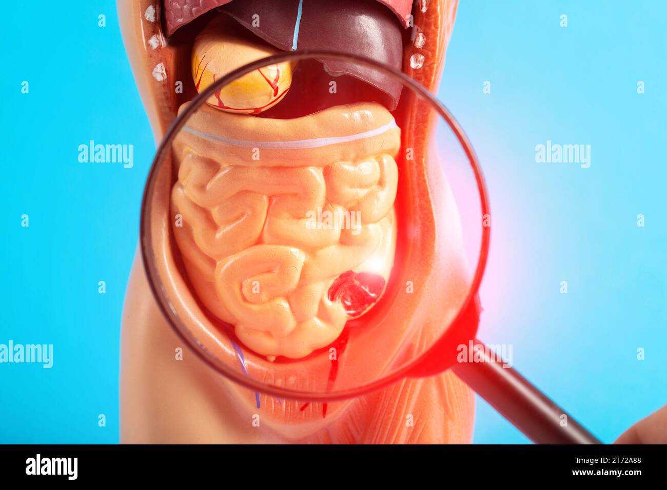 Mockup di un essere umano con organi interni e intestini rossi sotto una lente d'ingrandimento su sfondo blu. Concetto di malattie intestinali, ulcerative colit Foto Stock