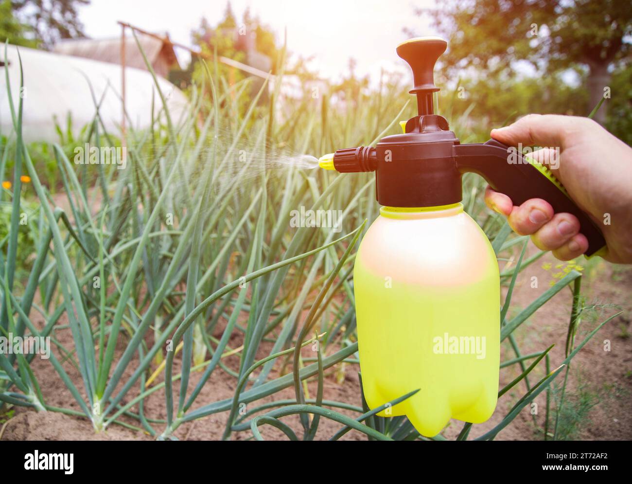 Spruzzare le cipolle con ammoniaca da mosche e parassiti di cipolla. Foto Stock