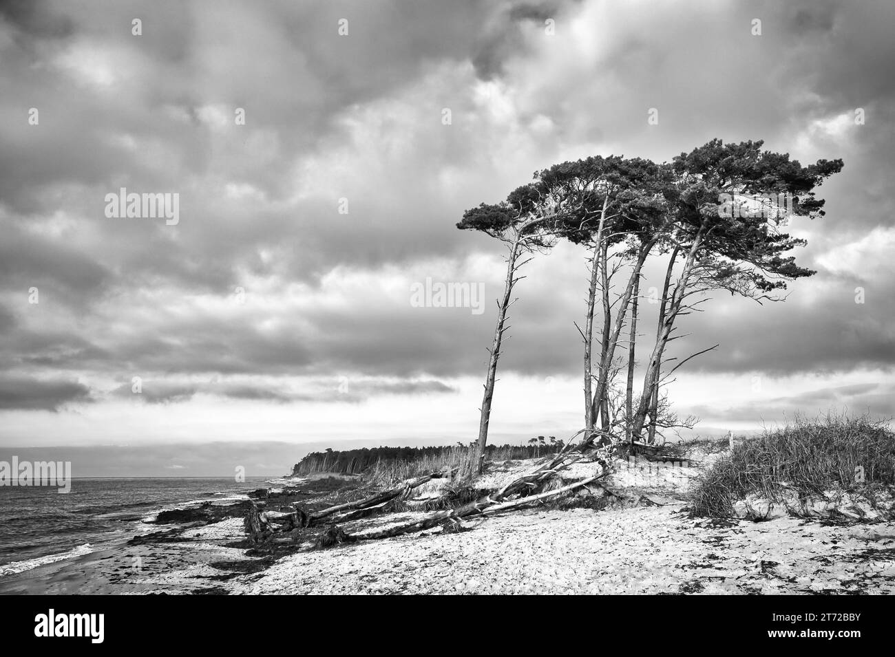 Spiaggia occidentale sul Mar Baltico in bianco e nero. Dal vento, i pini pendenti alla spiaggia attraversano le dune. Vista sul mare. Foto paesaggio Foto Stock