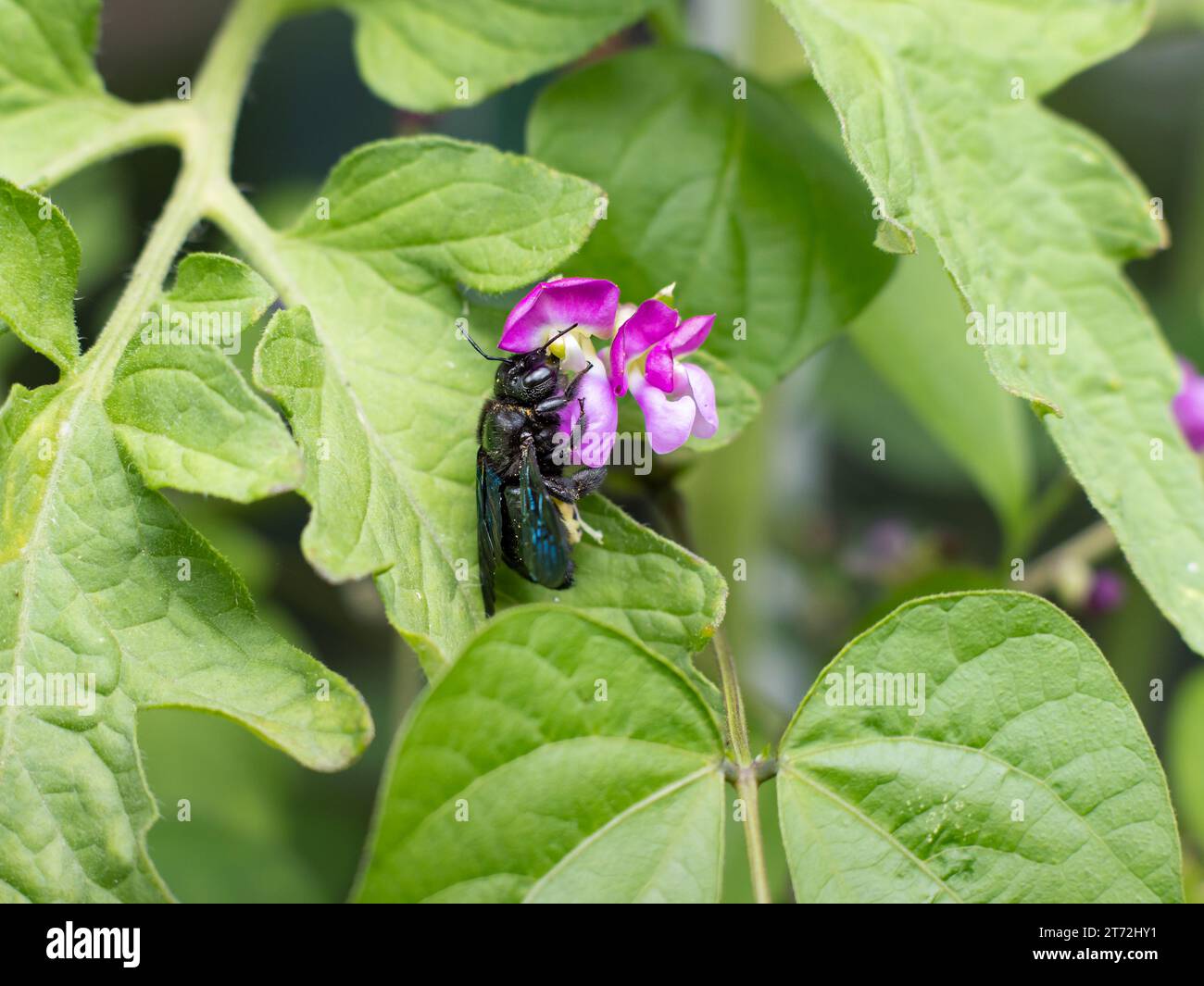 Ape di falegname viola (Xylocopa) su un fiore viola di una pianta di fagioli (Phaseolus). Le ali brillano di blu. Un grande insetto in Germania. Foto Stock