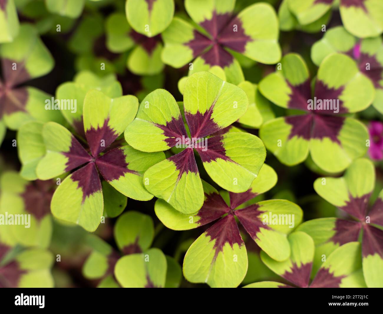 Pianta a quattro foglie (Oxalis tetraphylla) in primo piano. Conosciuto anche come trifoglio fortunato. Le lamelle coprono l'intero fotogramma e possono essere uno sfondo. Foto Stock