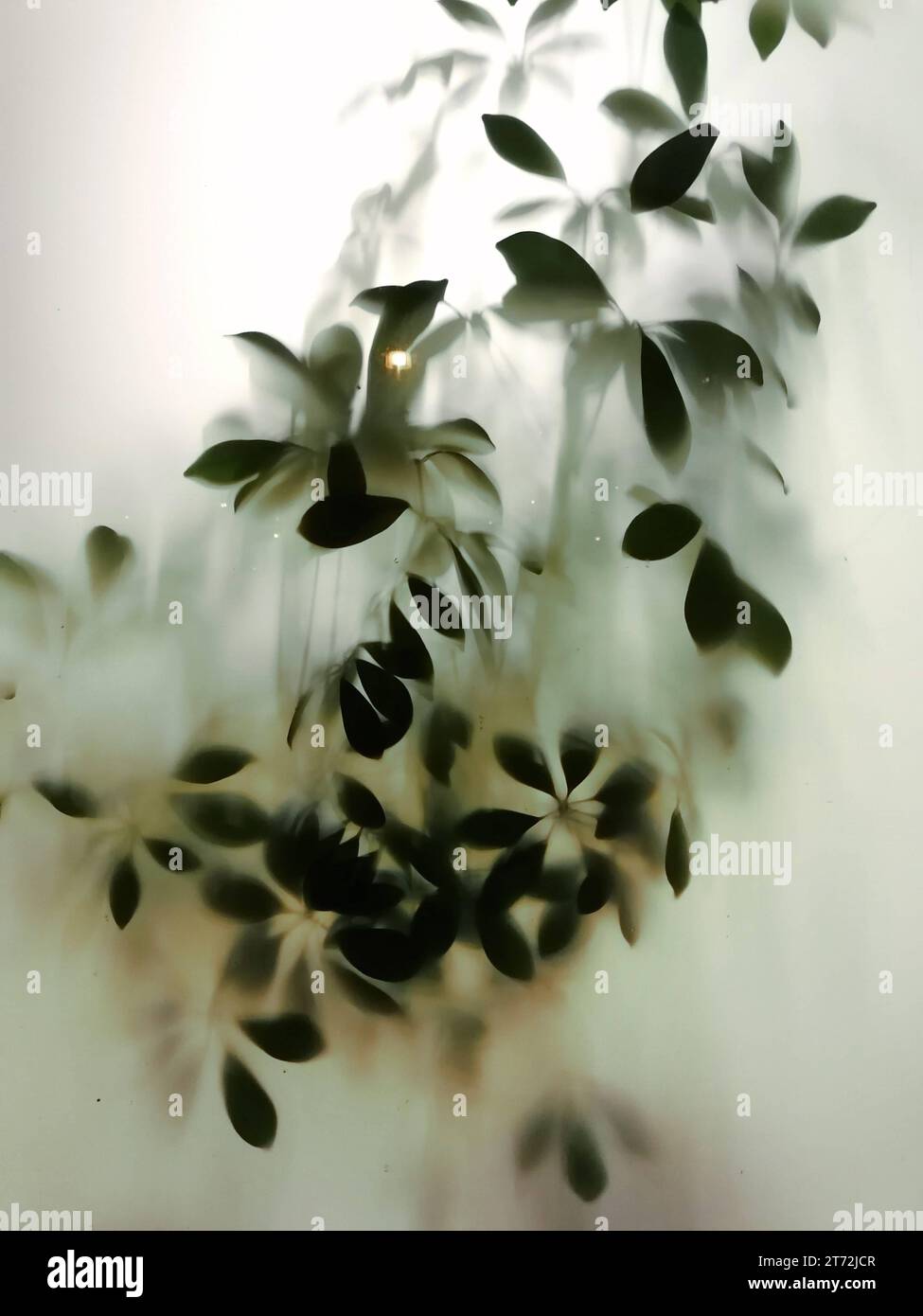 DATA RECORD NON DICHIARATA Pflanze hinter Milchglas *** impianto dietro vetro satinato credito: Imago/Alamy Live News Foto Stock