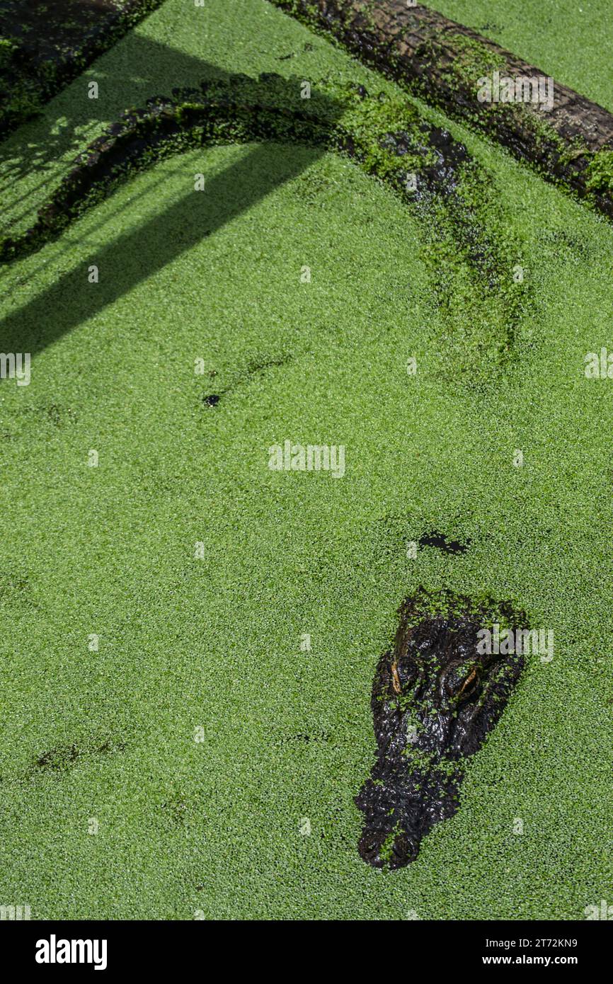 Testa di alligatore sporgente dall'anatra verde Foto Stock