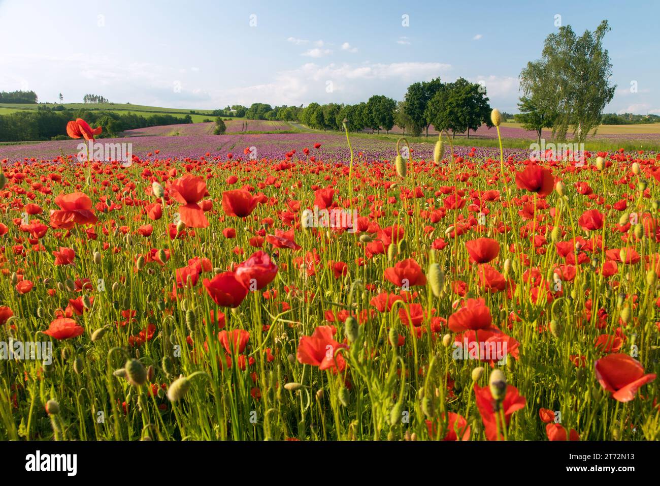 Campo di papaveri rossi o papavero comune, papavero di mais, rosa di mais, papavero da campo, papavero delle fiandre, in latino Papaver Rhoaes Foto Stock