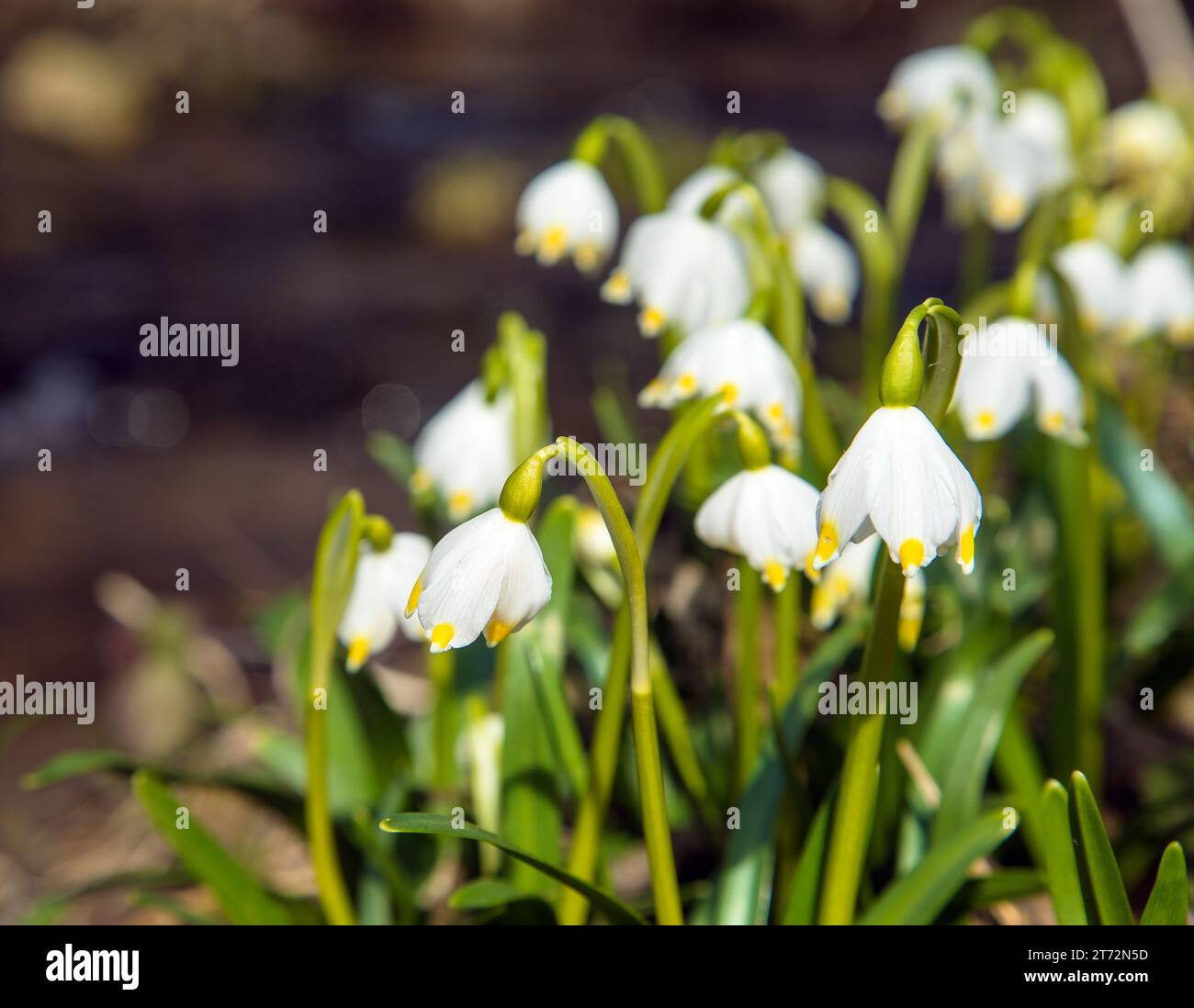 fiori primaverili di fiocchi di neve in latino leucojum vernum Foto Stock