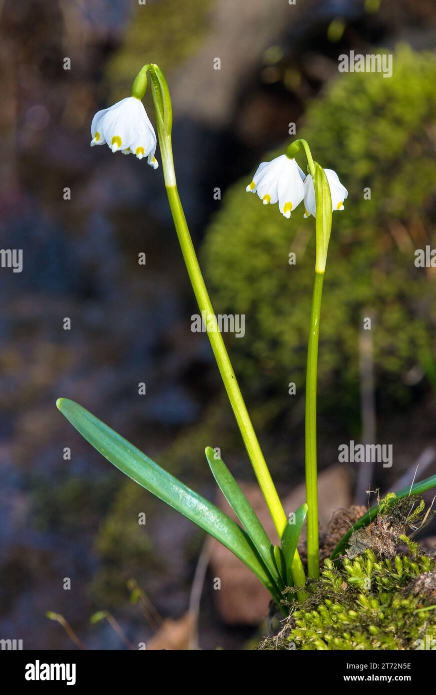 fiori primaverili di fiocchi di neve in latino leucojum vernum Foto Stock