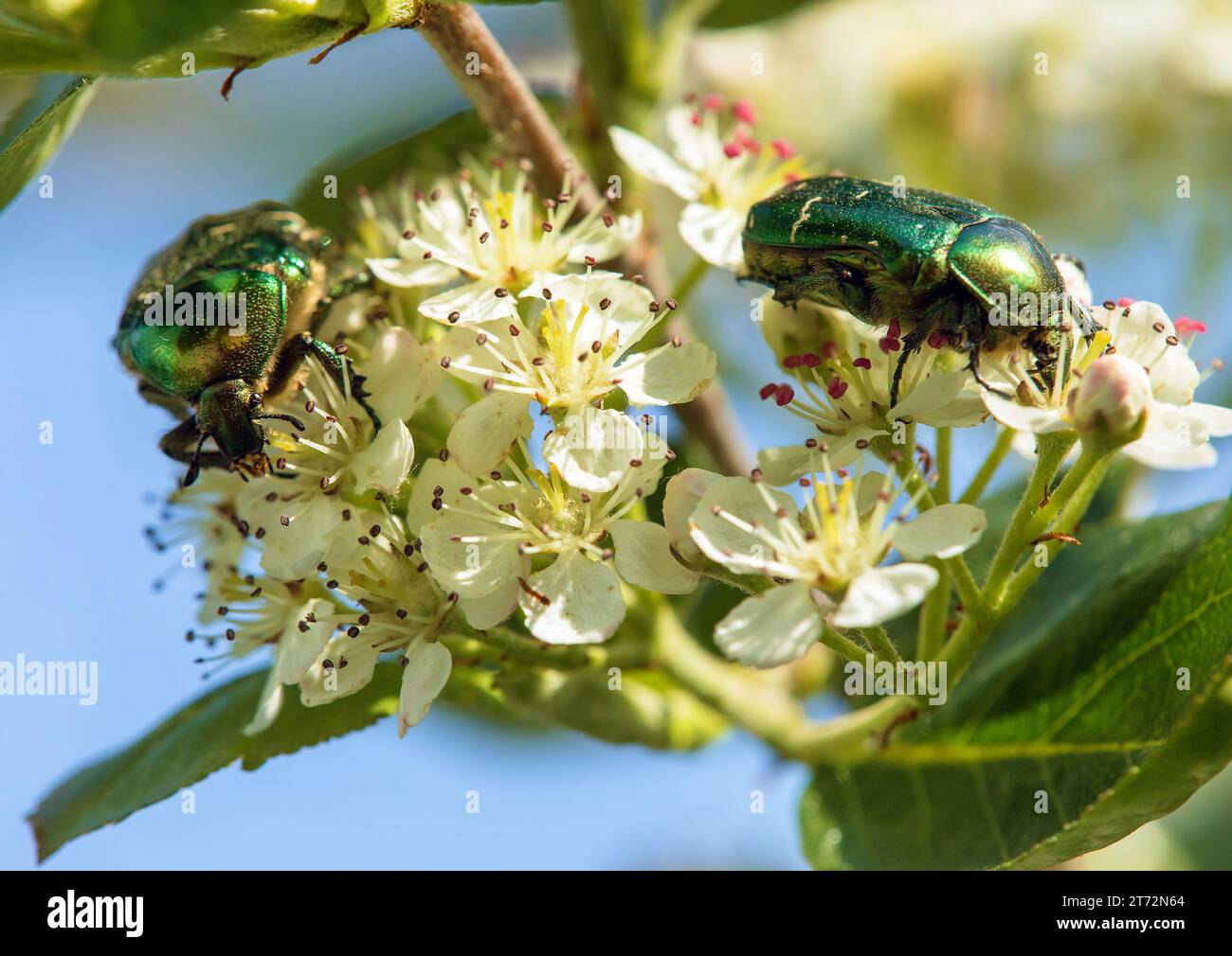 Due chafer di rosa verde, in latino Cetonia Aurata, su fiore bianco e rosso Foto Stock