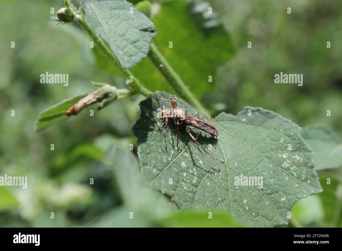 Uno strano corpo morto di insetto appartenente alla famiglia Alydidae, comunemente noto come un insetto a testa larga, si trova sopra una foglia di erbaccia Caesar (Urena Lobata) Foto Stock