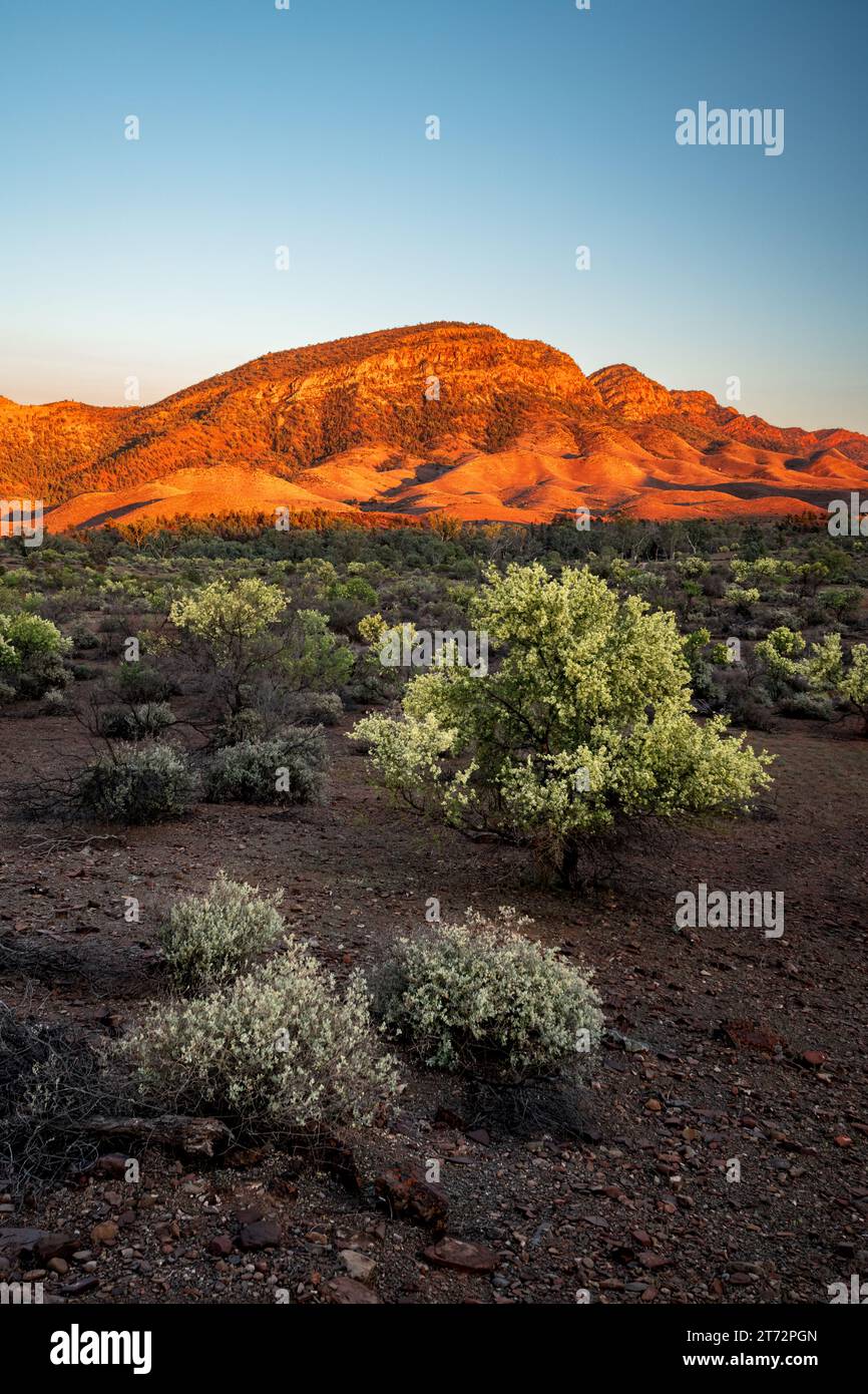 Prima luce sulla Heysen Range nel Parco Nazionale delle Ikara-Flinders Ranges. Foto Stock