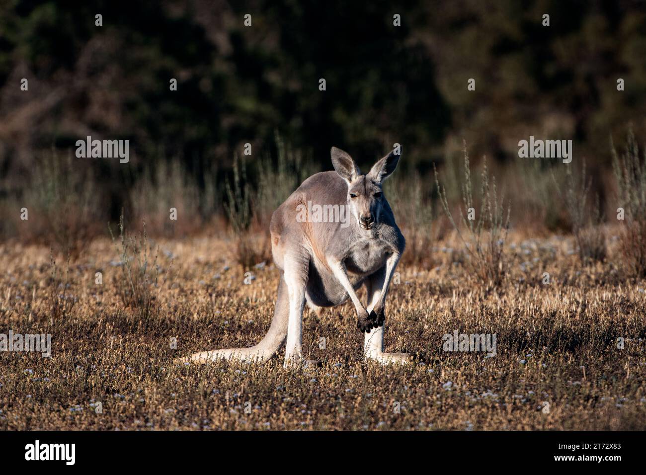 Red Kangaroo nell'arida Australia centrale. Foto Stock