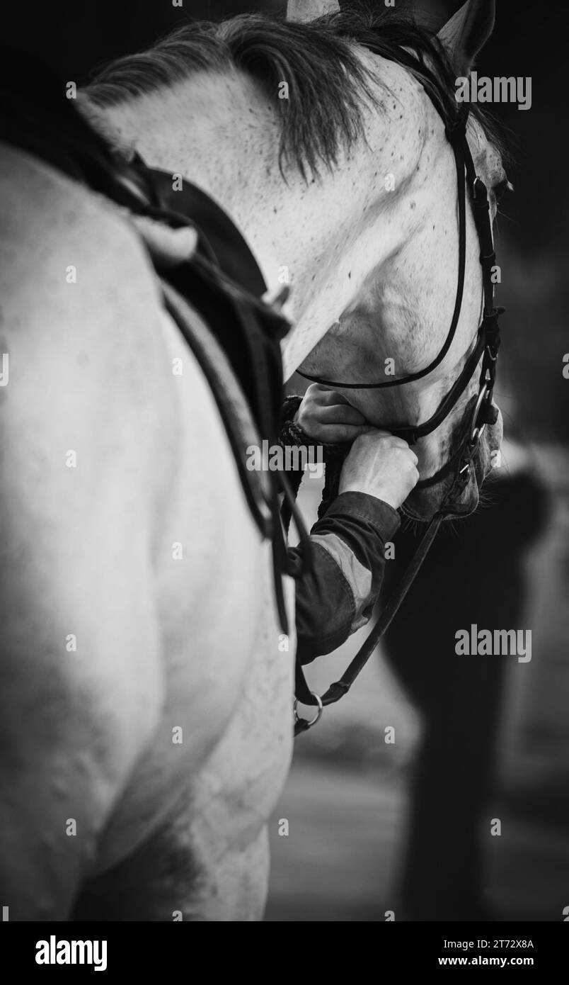 Una foto in bianco e nero di un allevatore di cavalli che fissa le cinghie di briglia sulla musa di un cavallo grigio. Sport equestri e attrezzature sportive. Cavallo ri Foto Stock